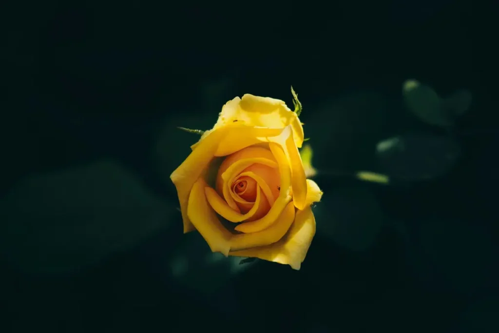 选品方法论：打造爆款产品页（转化率优化指南）0