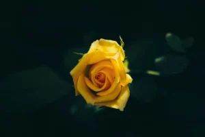 选品方法论：打造爆款产品页（转化率优化指南）0